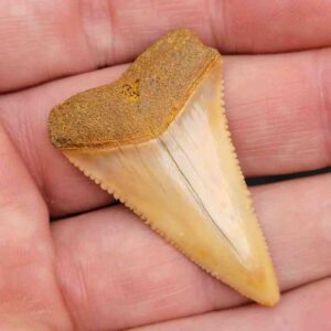 Chilean Great White Shark Tooth