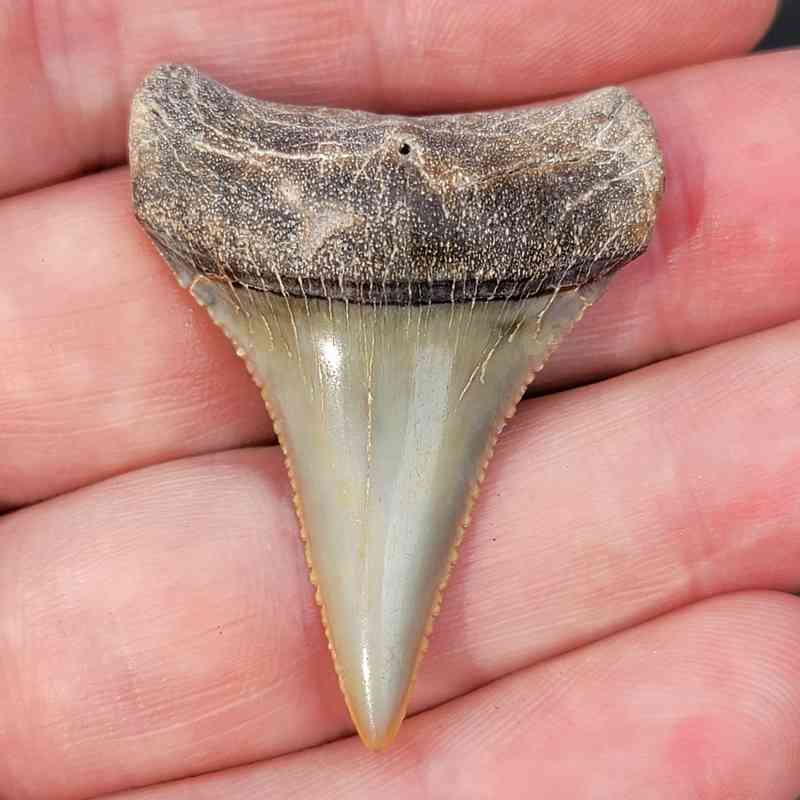Fossil Chilean Great White Shark Tooth #4