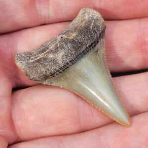 Chilean Great White Shark Tooth
