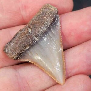 Chilean Great White Shark Tooth