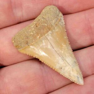 Chilean Great White Shark Tooth