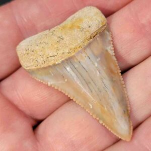 Chilean Great White Shark Tooth