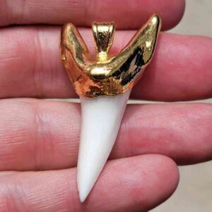 Gold Platted Mako Tooth
