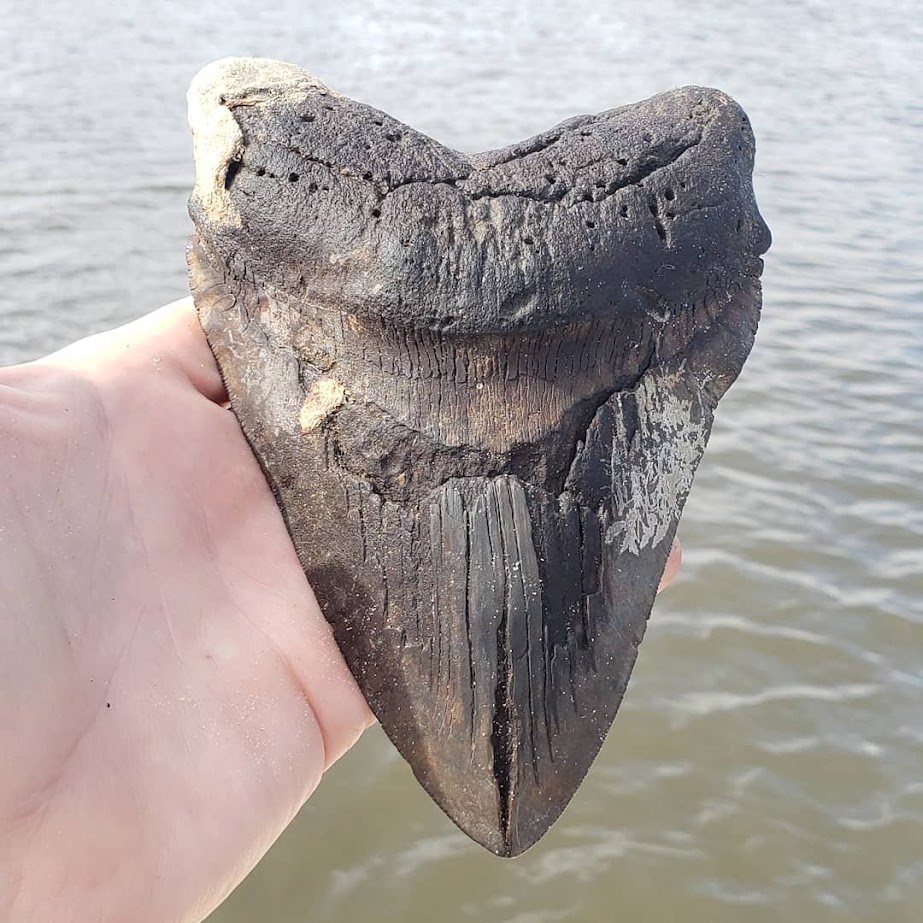 Giant Megalodon Shark Tooth