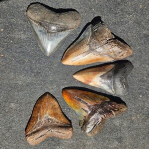 Collection of Megalodon Teeth