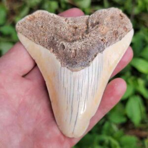 South Pacific Megalodon Teeth Unpolished