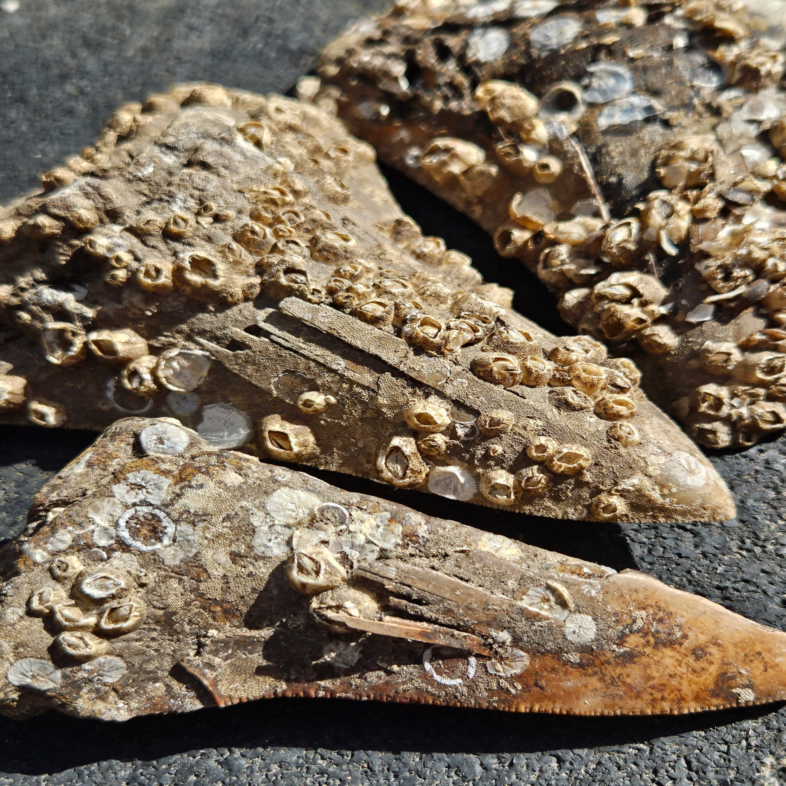 Barnacles lifting the enamel of a Megalodon shark tooth