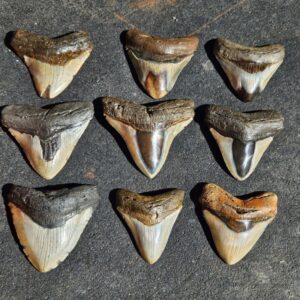 Polished Megalodon Teeth