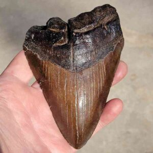 90% Megalodon Teeth