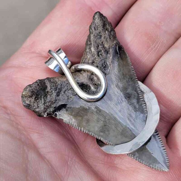 Silver Wrapped Megalodon Shark Tooth