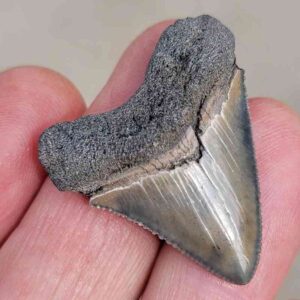 Authentic 1-inch Megalodon tooth fossil, triangular shape with natural coloration