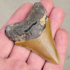 Megalodon Shark Tooth
