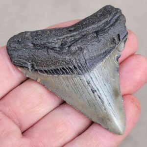 Megalodon Shark Tooth