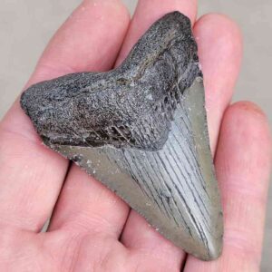 Megalodon Shark Tooth