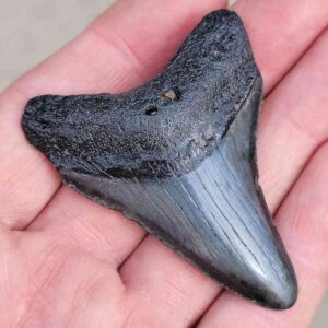 Megalodon Shark Tooth