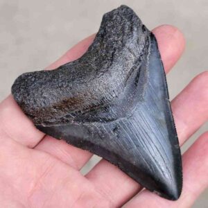 Megalodon Shark Tooth