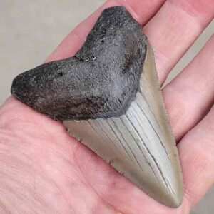 Megalodon Shark Tooth