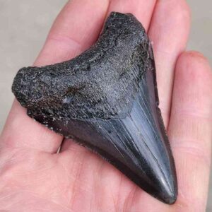 Megalodon Shark Tooth