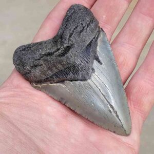 Megalodon Shark Tooth