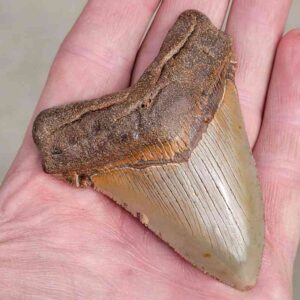 Megalodon Shark Tooth