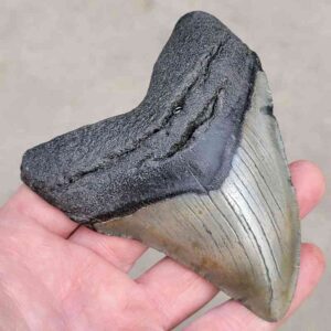 Megalodon Shark Tooth