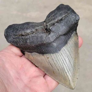 Megalodon Shark Tooth