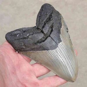 Megalodon Shark Tooth