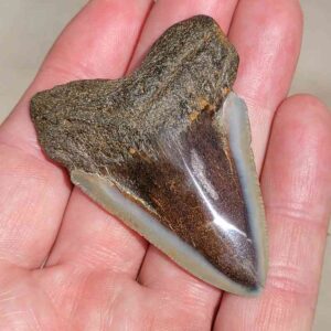 Polished megalodon tooth