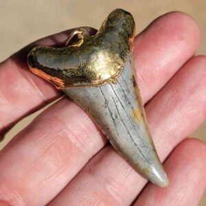 Gold Platted Mako Tooth