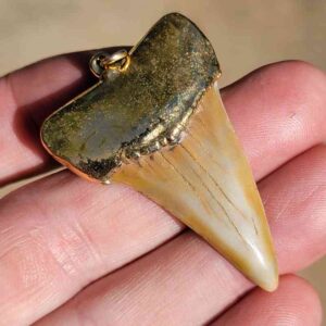 Gold Platted Mako Tooth