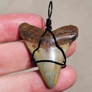 Black Craft Wire Wrapped Megalodon Pendant