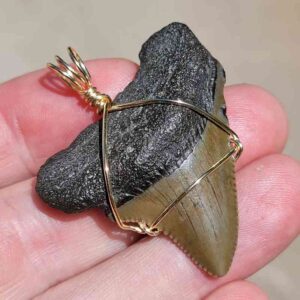 Megalodon Shark Tooth Pendant 