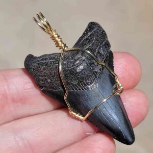 Megalodon Shark Tooth Pendant 