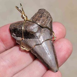 Megalodon Shark Tooth Pendant 