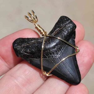 Megalodon Shark Tooth Pendant 