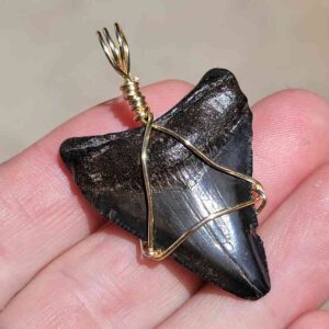 Megalodon Shark Tooth Pendant 