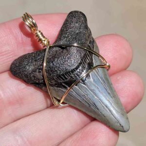 Megalodon Shark Tooth Pendant 