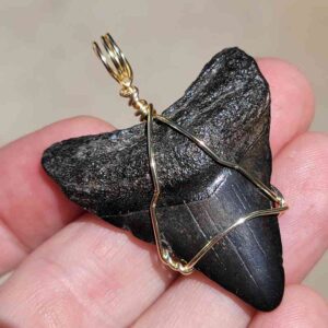 Megalodon Shark Tooth Pendant 