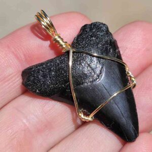 Megalodon Shark Tooth Pendant 