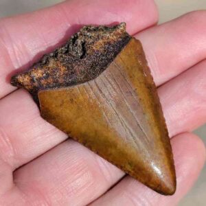 Fossil Great White Tooth