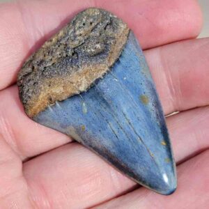 Fossil Great White Tooth