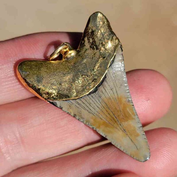 Gold Capped Megalodon Tooth