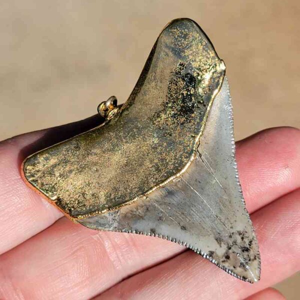 Gold Capped Megalodon Tooth