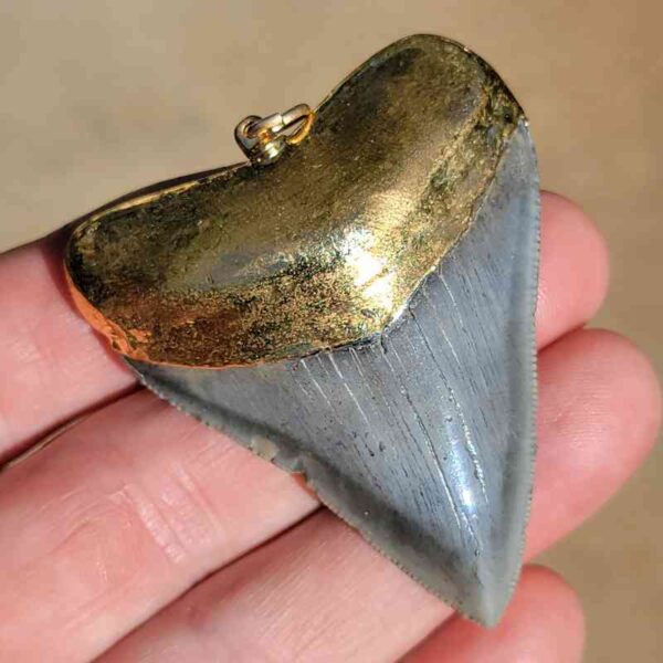 Gold Plated Megalodon