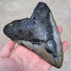 Megalodon Tooth