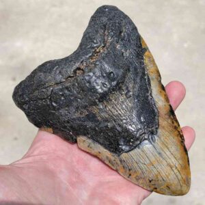 Megalodon Tooth