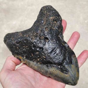 Megalodon Tooth