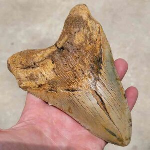 Megalodon Tooth