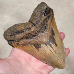 Megalodon Tooth