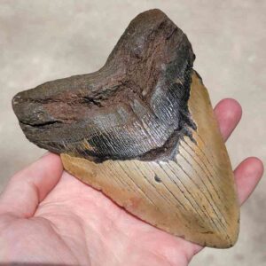 Megalodon Tooth